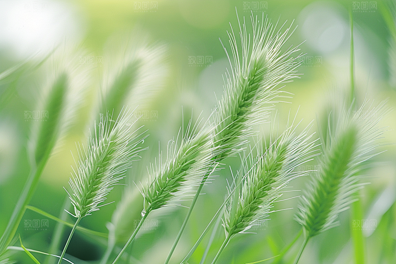狗尾巴草草地夏天摄影图