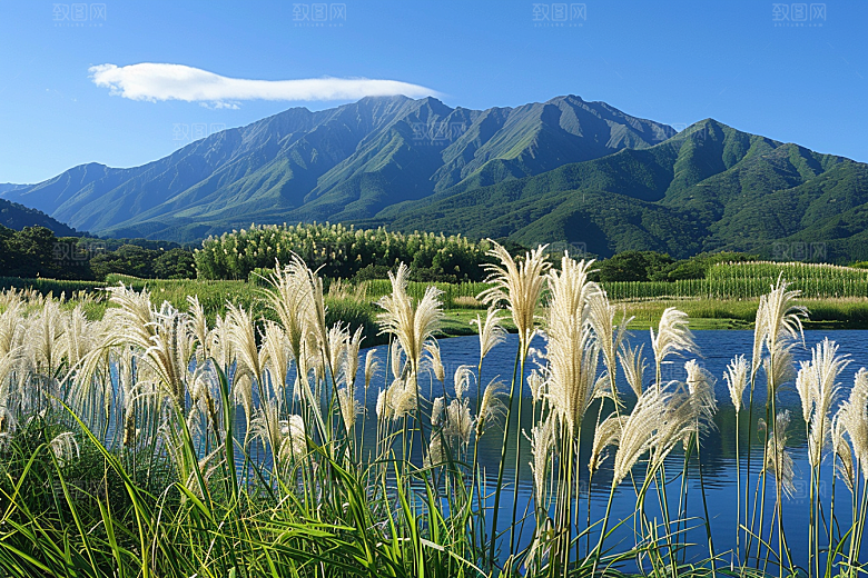 狗尾巴草田野广阔摄影图
