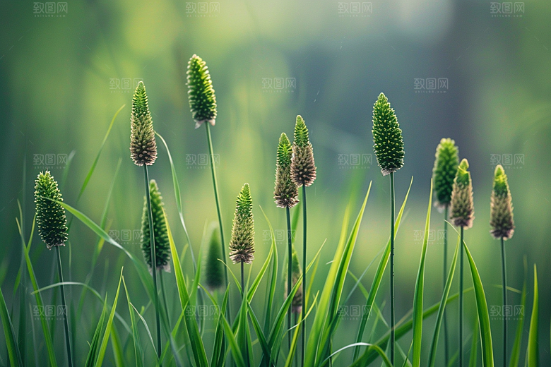 狗尾巴草蓝天白玉夏天摄影图