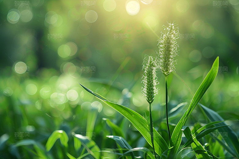 狗尾巴草夏天蓝天白玉摄影图