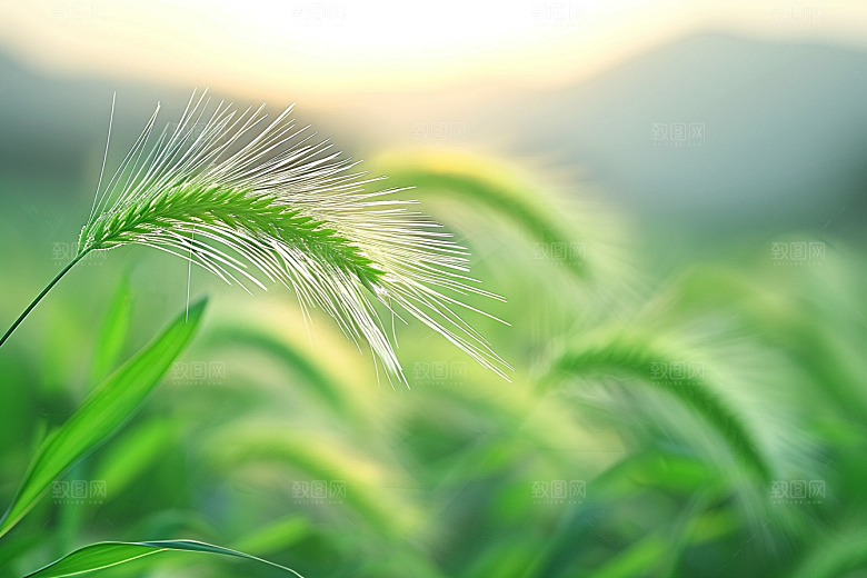 狗尾巴草夏季青草摄影图