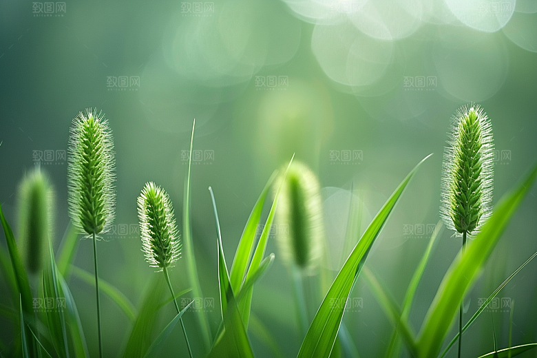 狗尾巴草草原青草摄影图