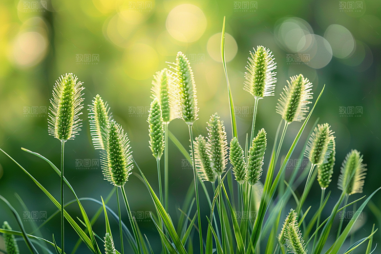 狗尾巴草清新草地摄影图