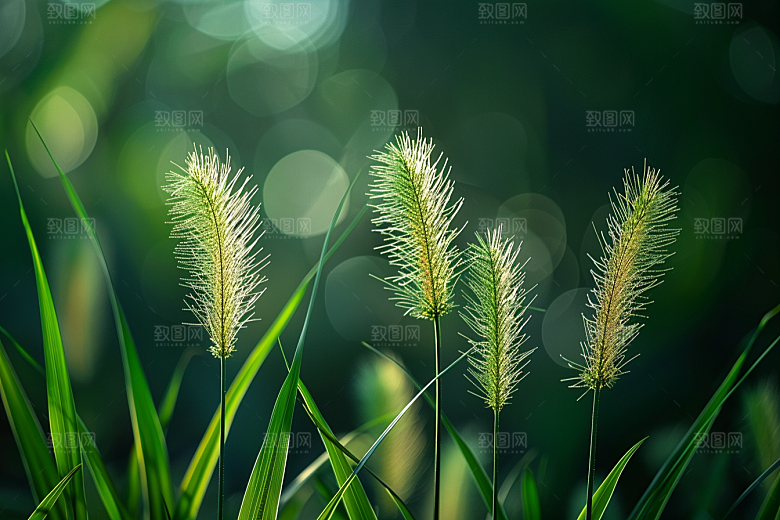 狗尾巴草高清夏季摄影图