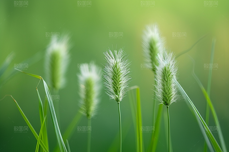 狗尾巴草清新草地摄影图