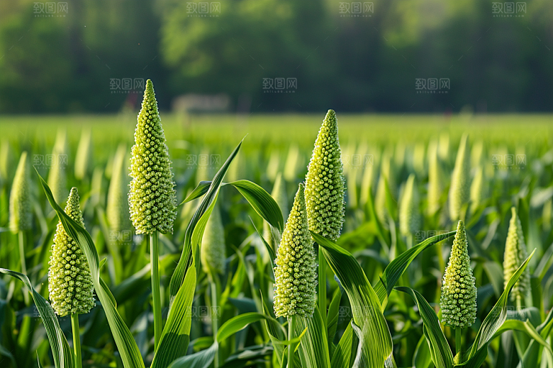 狗尾巴草绿色草原摄影图