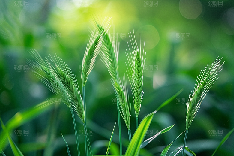 狗尾巴草夏季自然摄影图