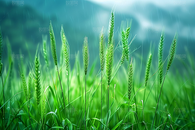 狗尾巴草草原高清摄影图