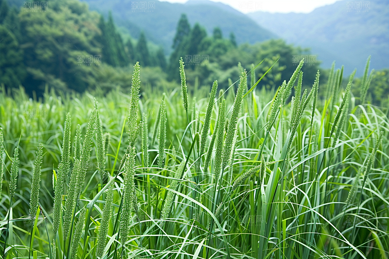 狗尾巴草草地蓝天白玉摄影图