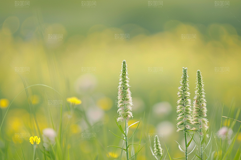 狗尾巴草草地绿草摄影图
