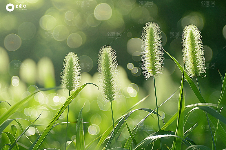 狗尾巴草自然夏季摄影图
