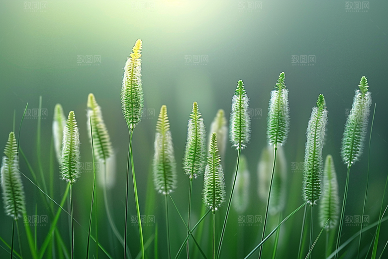 狗尾巴草绿色草地摄影图