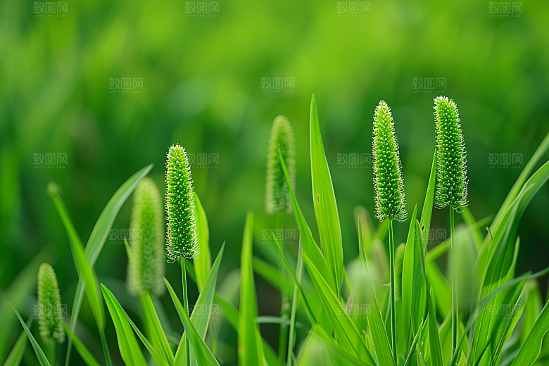 狗尾巴草自然夏季摄影图