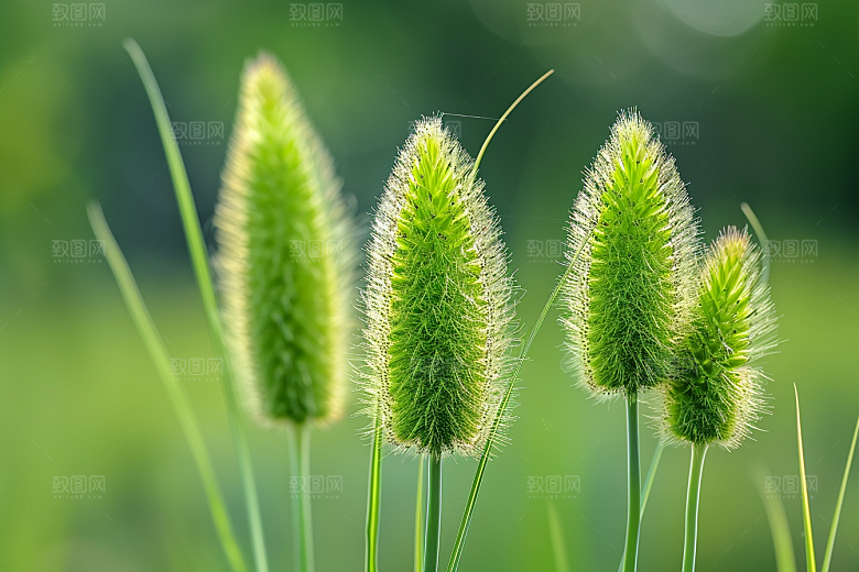 狗尾巴草草原清新摄影图