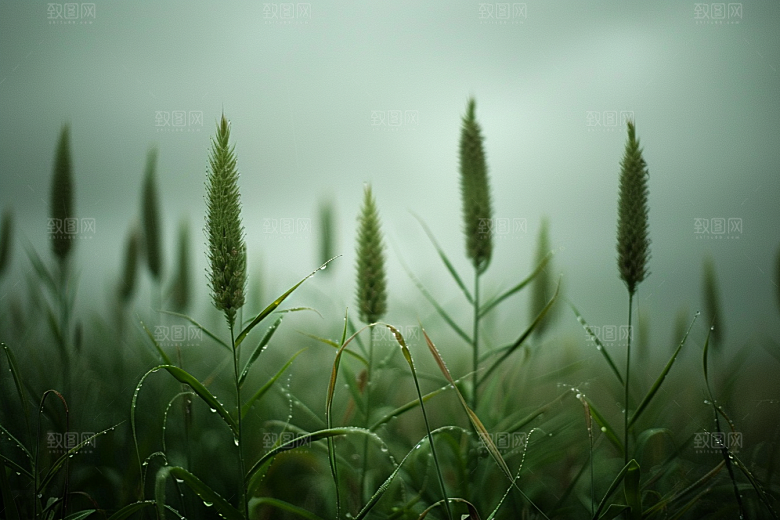 狗尾巴草青草高清摄影图