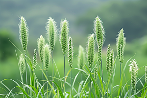 狗尾巴草广阔草场摄影图