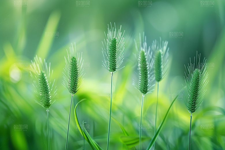 狗尾巴草草原草地摄影图