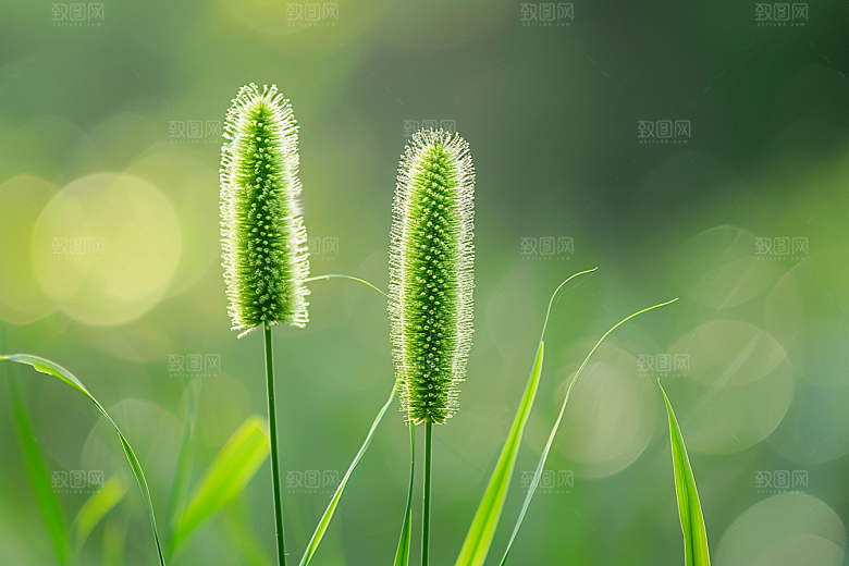 狗尾巴草绿草田野摄影图