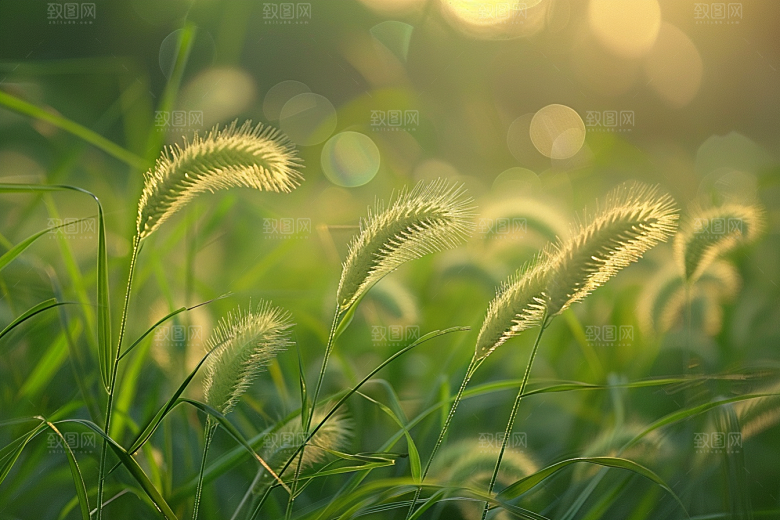 狗尾巴草草场自然摄影图