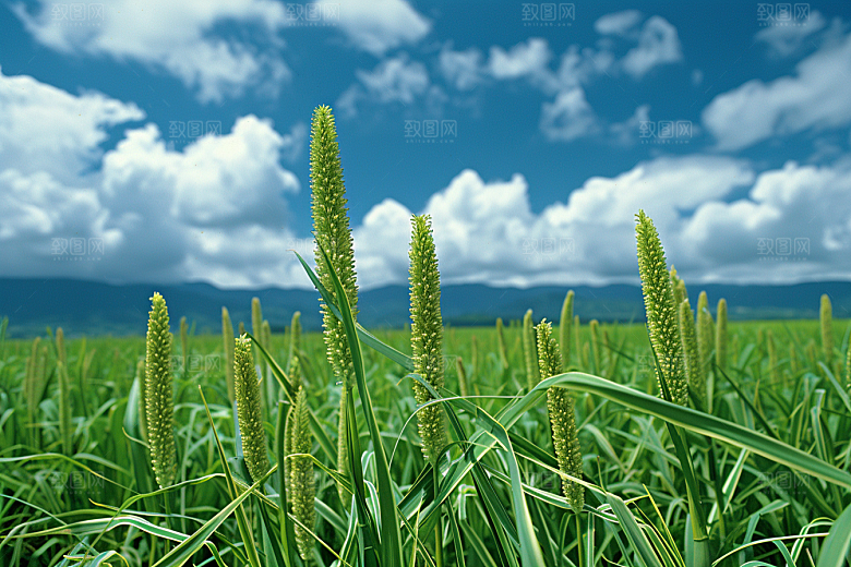 狗尾巴草夏天高清摄影图