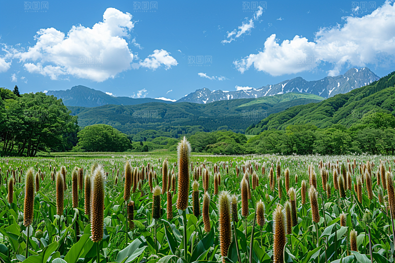 狗尾巴草草地夏天摄影图