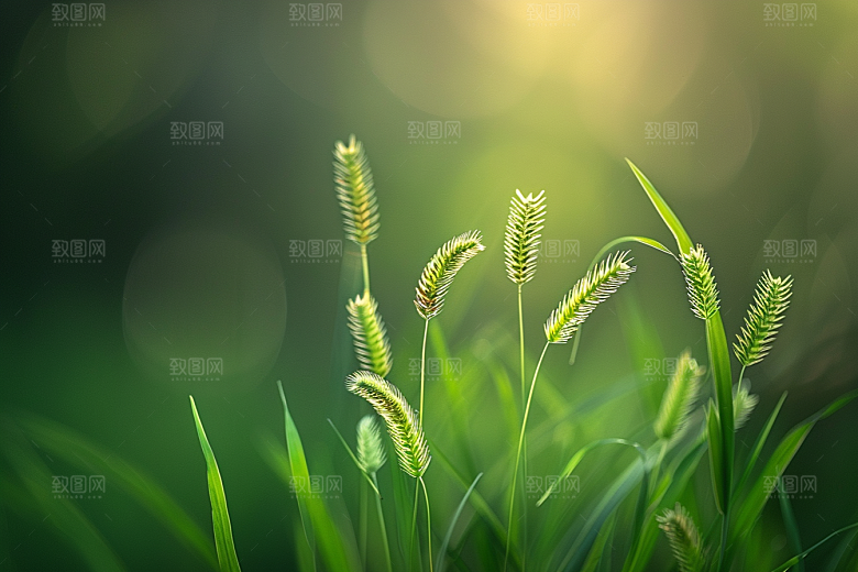 狗尾巴草草原清新摄影图