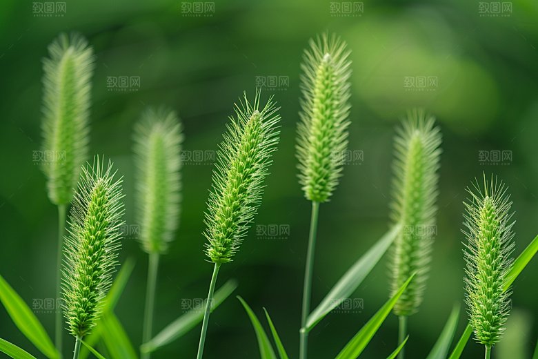狗尾巴草绿色夏季摄影图