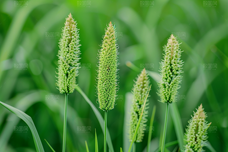 狗尾巴草夏季草场摄影图