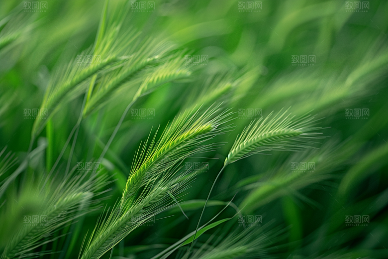 狗尾巴草夏天高清摄影图