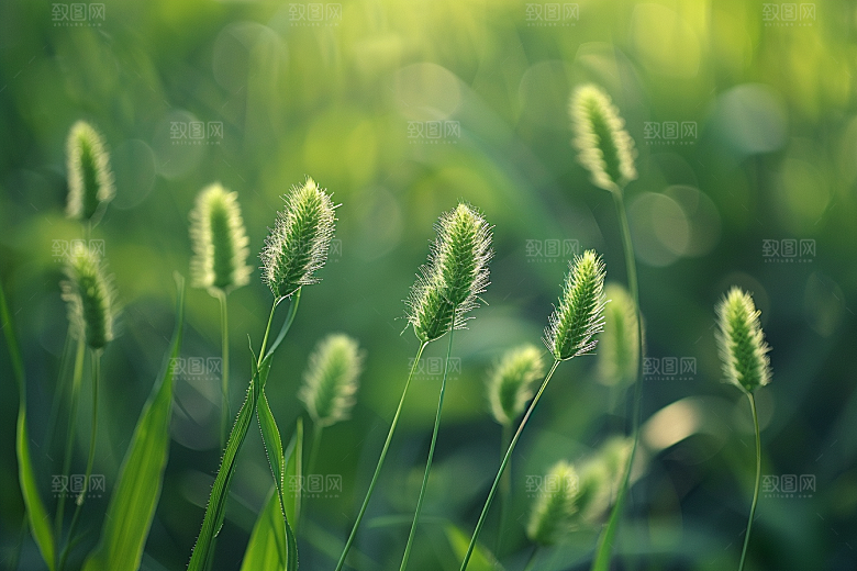 狗尾巴草田野夏季摄影图