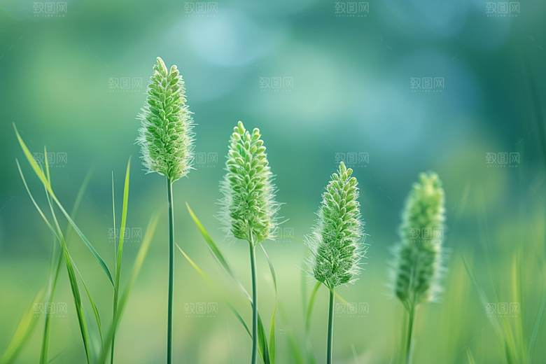 狗尾巴草草原高清摄影图