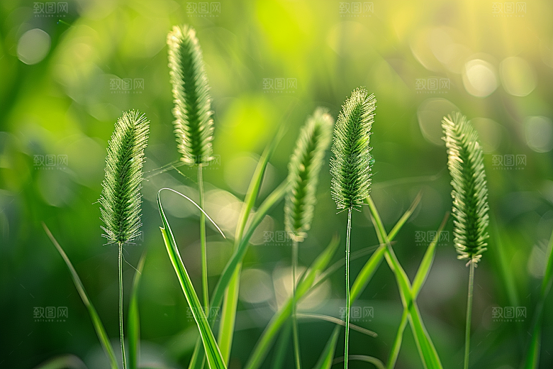 狗尾巴草夏天高清摄影图