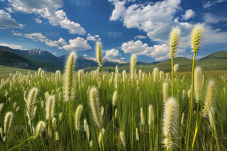 狗尾巴草自然草场摄影图