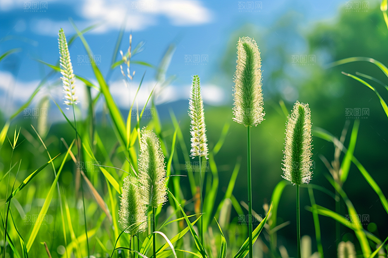 狗尾巴草草场草原摄影图