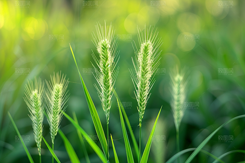 狗尾巴草草原青草摄影图