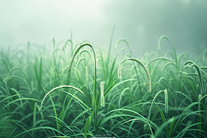 狗尾巴草草场夏季摄影图
