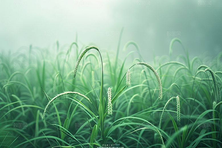 狗尾巴草草场夏季摄影图