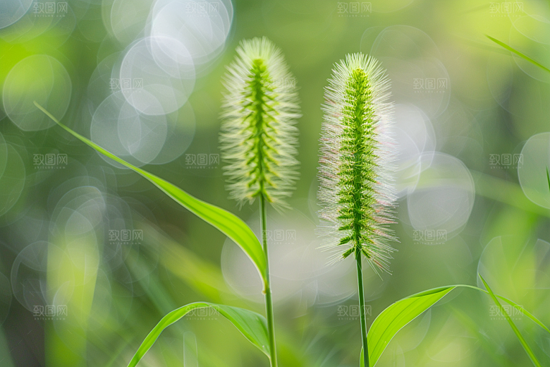 狗尾巴草夏季草地摄影图