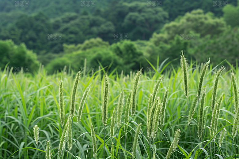 狗尾巴草草地夏季摄影图