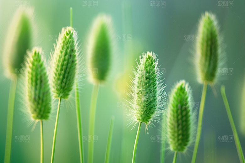 狗尾巴草青草夏天摄影图