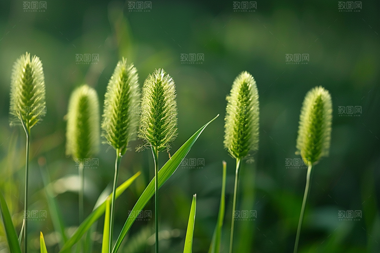 狗尾巴草草地草原摄影图