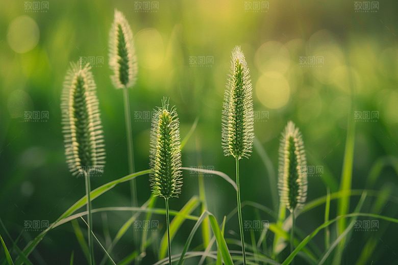 狗尾巴草蓝天白玉夏天摄影图