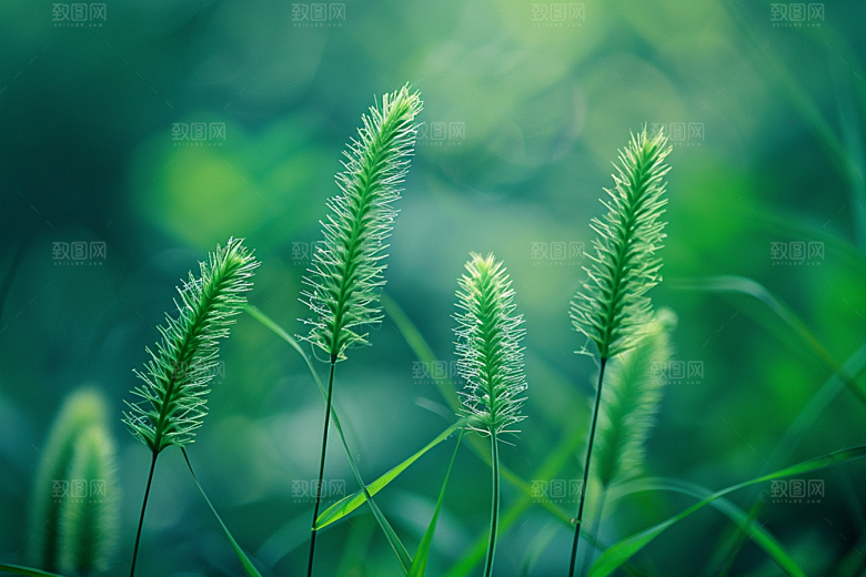 狗尾巴草夏季夏天摄影图