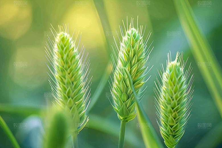 狗尾巴草蓝天白玉夏季摄影图