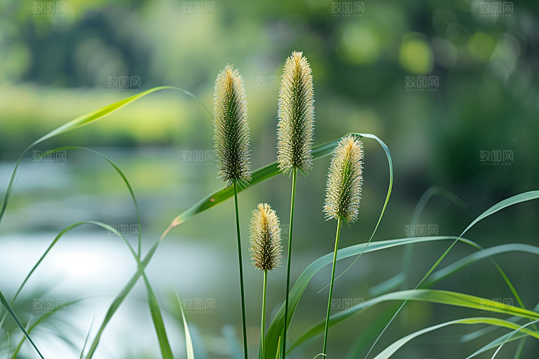狗尾巴草夏季草地摄影图