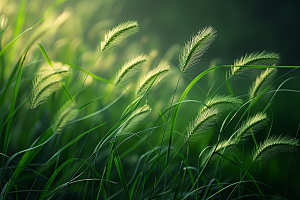 狗尾巴草夏季草原摄影图