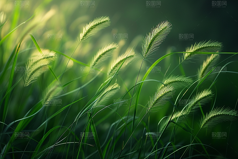 狗尾巴草夏季草原摄影图