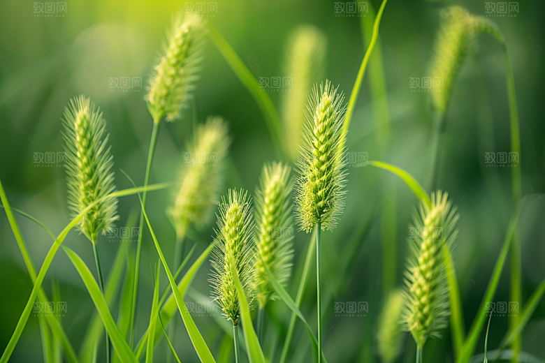 狗尾巴草草原草场摄影图