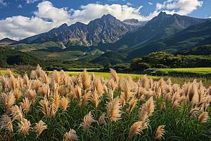 狗尾巴草草场田野摄影图