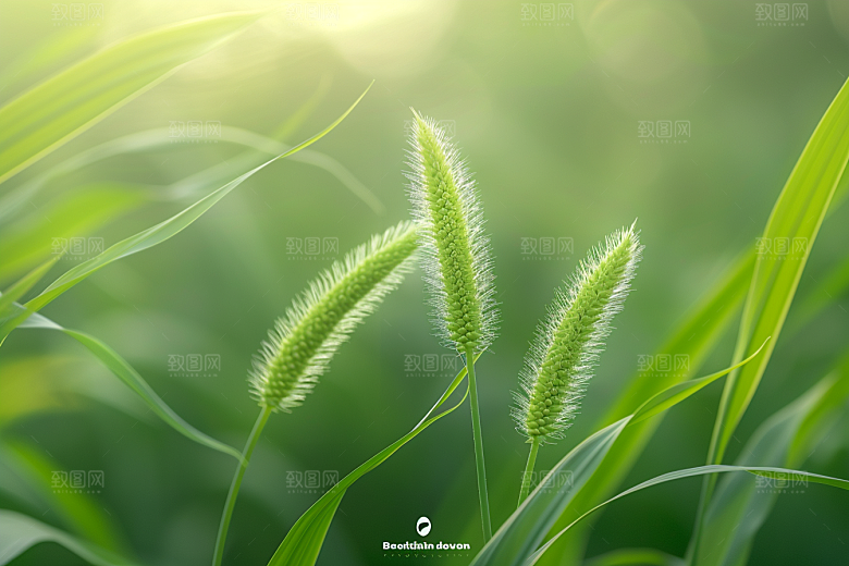 狗尾巴草草场蓝天白玉摄影图
